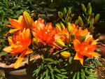 百合花