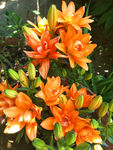 百合花