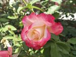 月季花