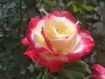 月季花