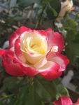 月季花