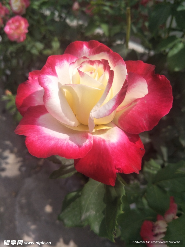 月季花