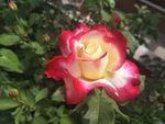 月季花