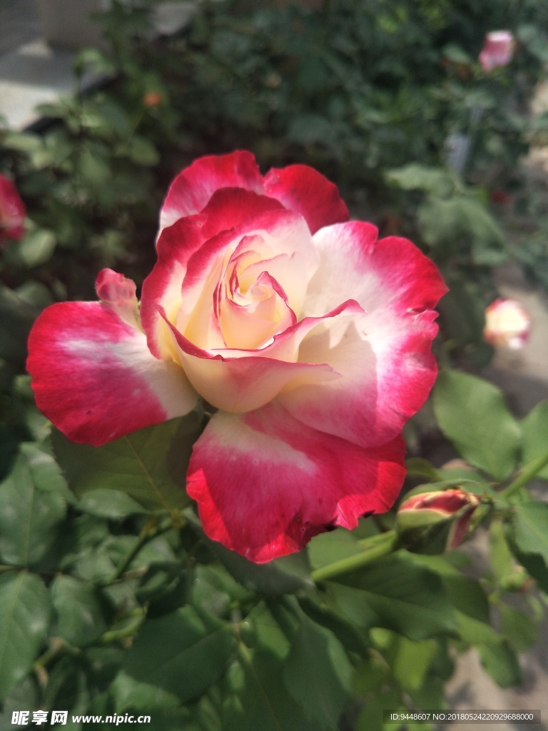 月季花