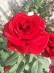 月季花