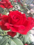 月季花
