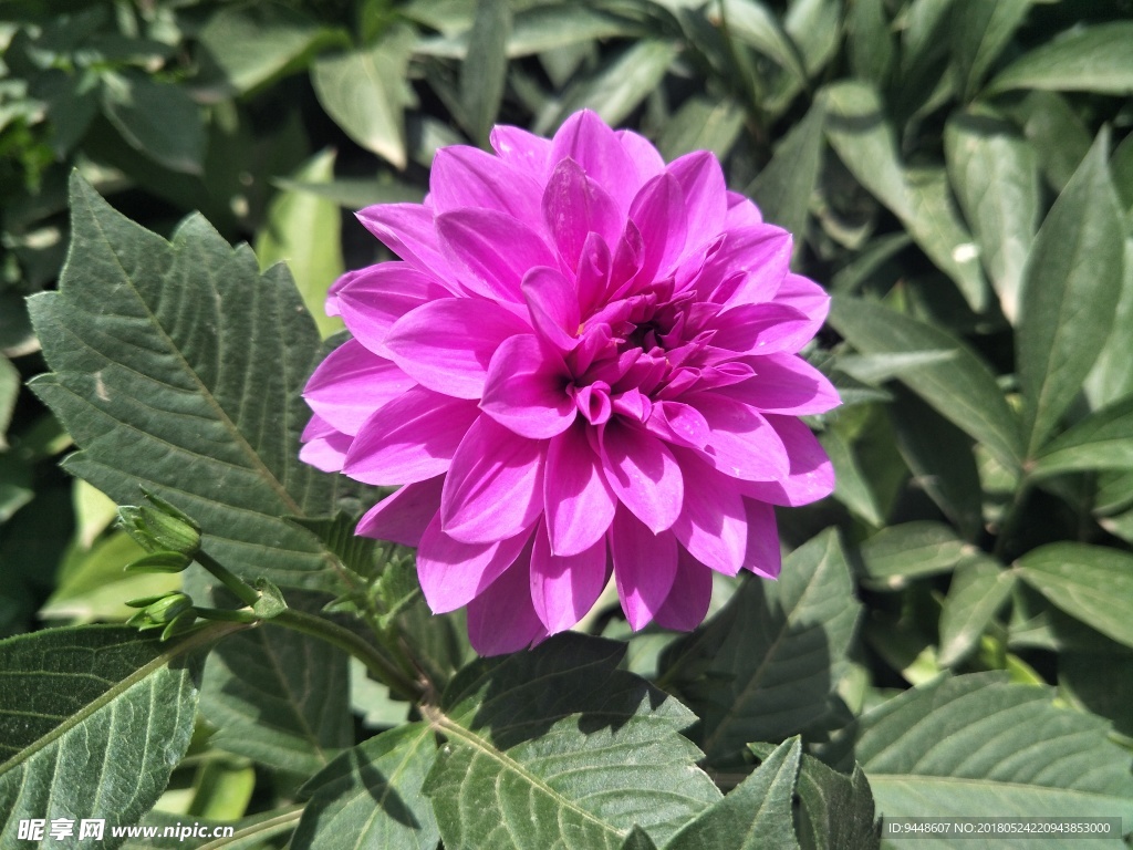 小丽菊
