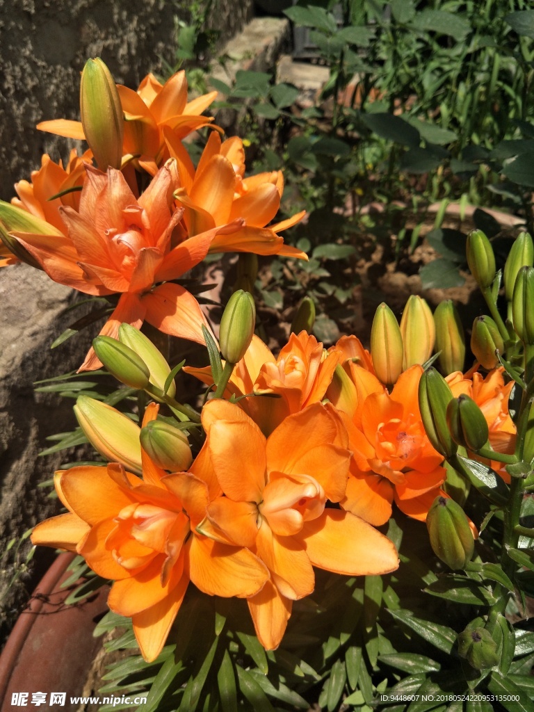百合花