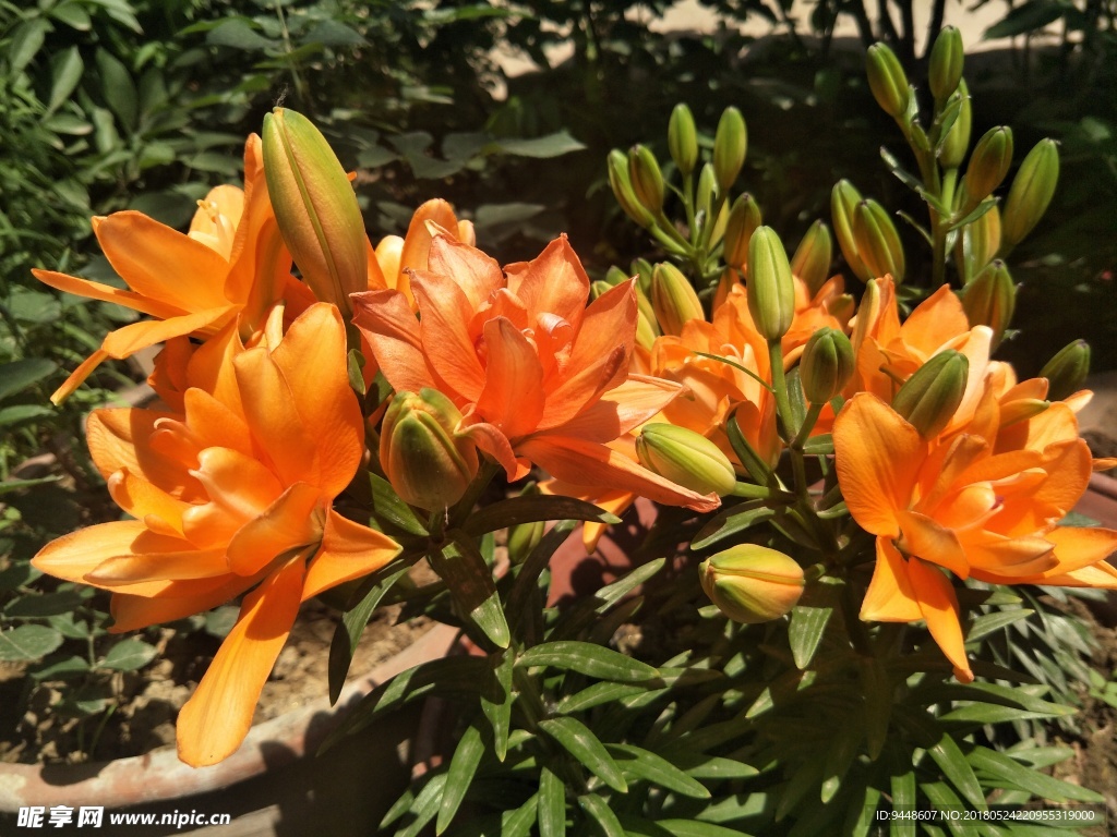 百合花