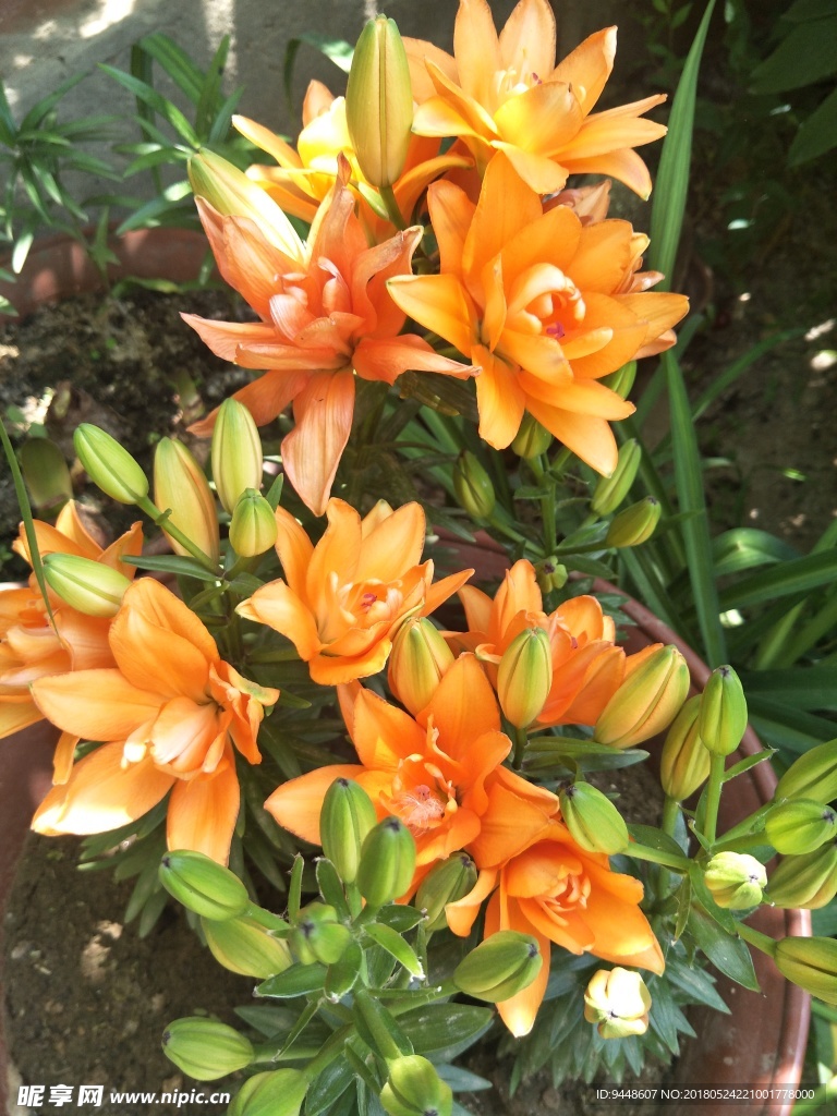 百合花