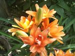百合花