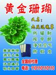 黄金珊瑚
