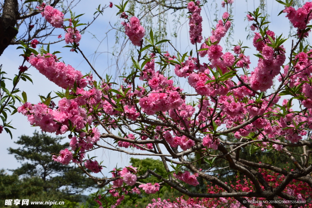 红粉碧桃花儿