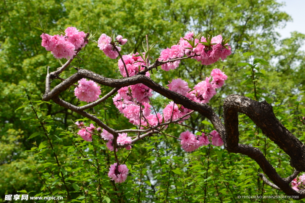 红粉碧桃花儿