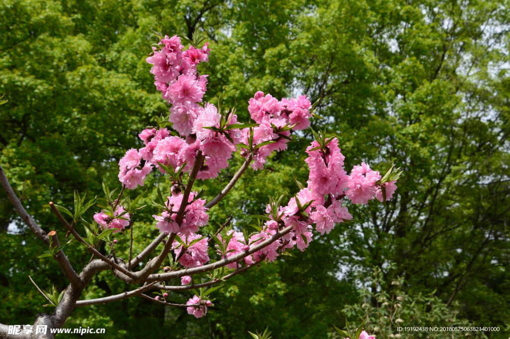 红粉碧桃花儿