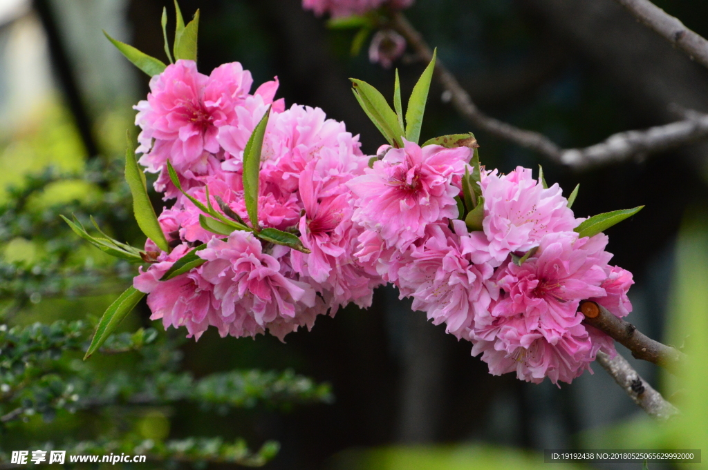 红粉碧桃花儿