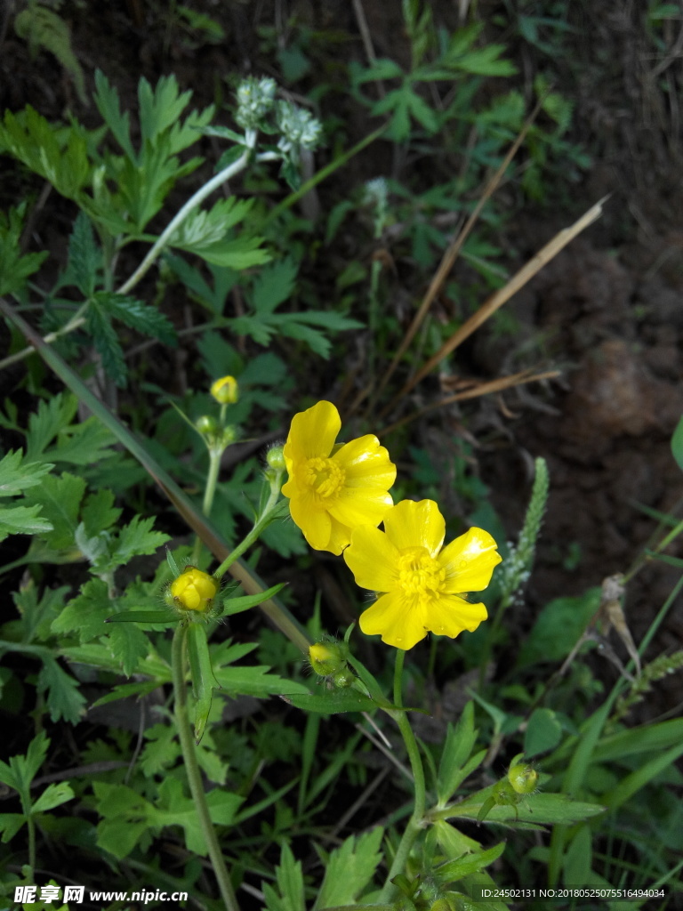 小黄花