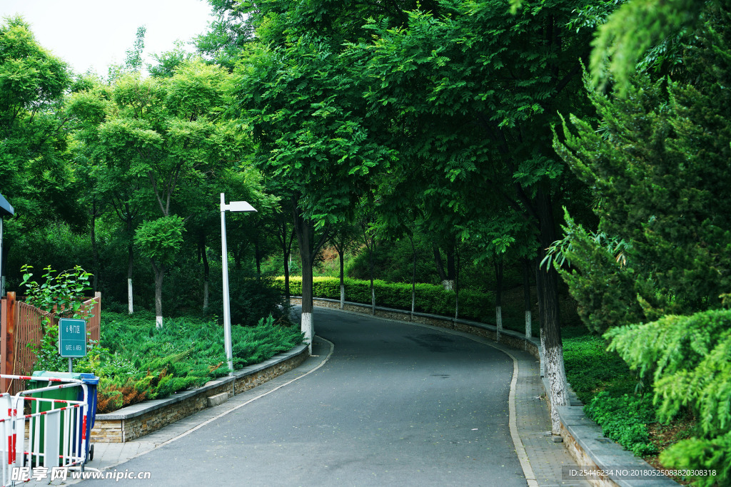 林荫道路