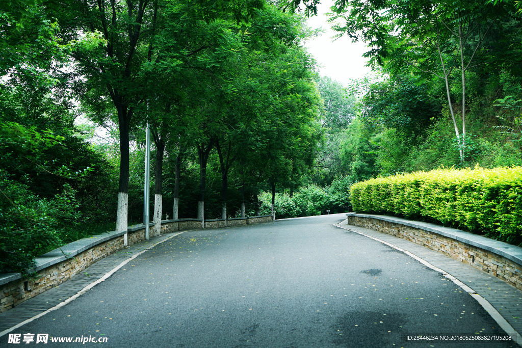 绿植道路