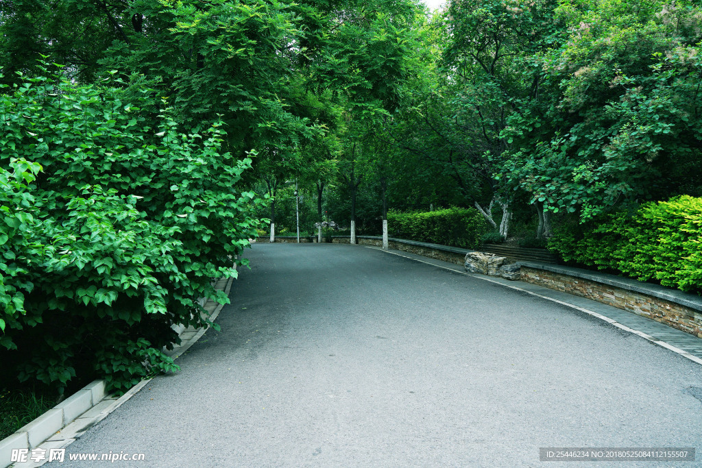 安静的绿植道路