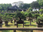 林园风景
