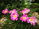 芍药花