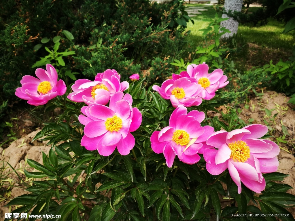 芍药花