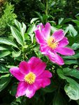 芍药花