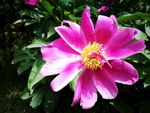 芍药花