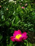 芍药花