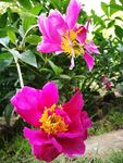 芍药花