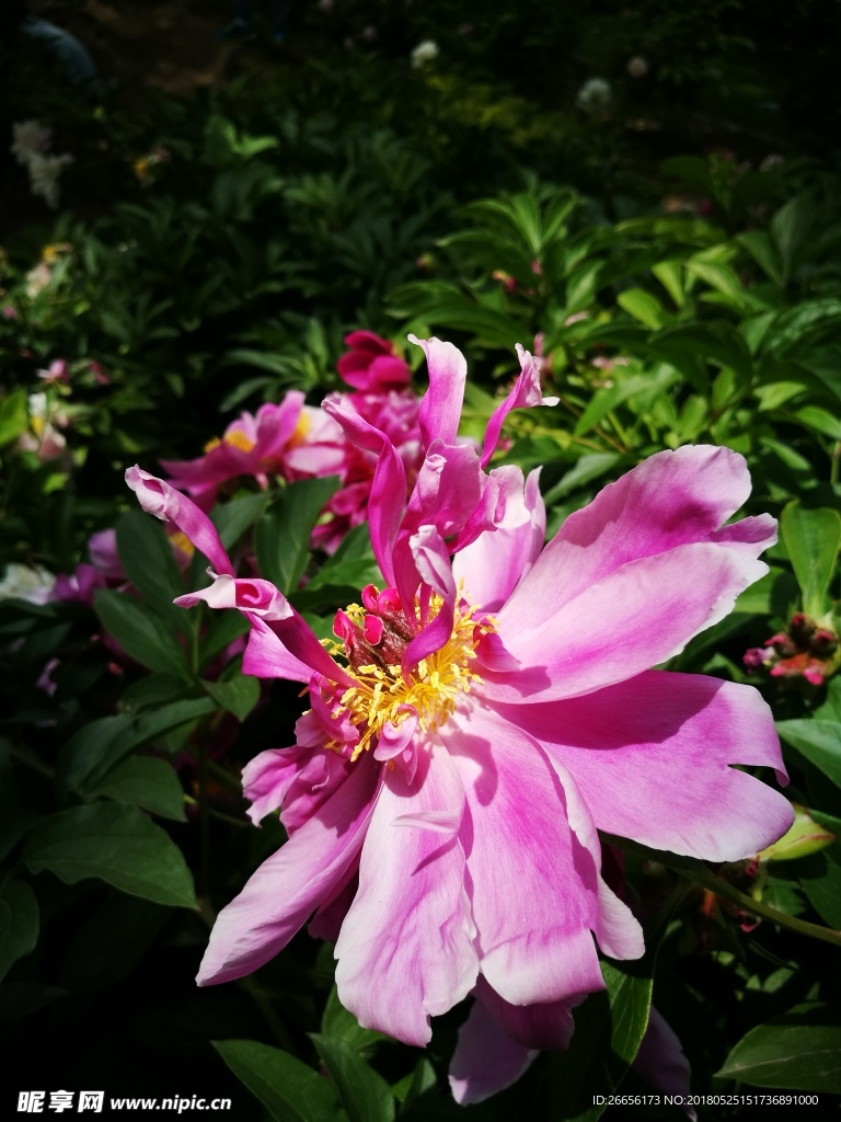 芍药花