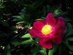 芍药花