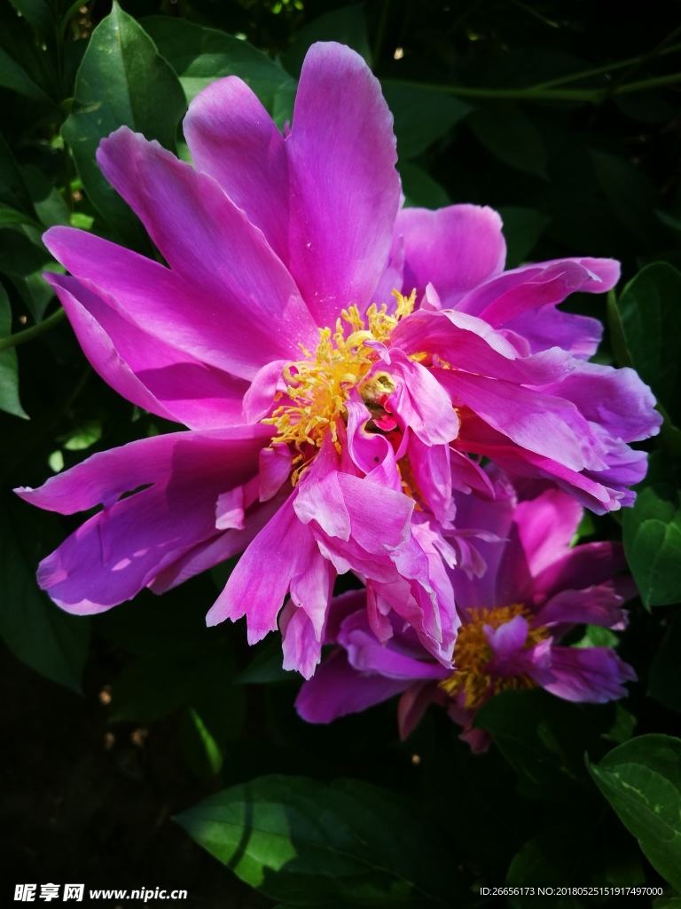芍药花