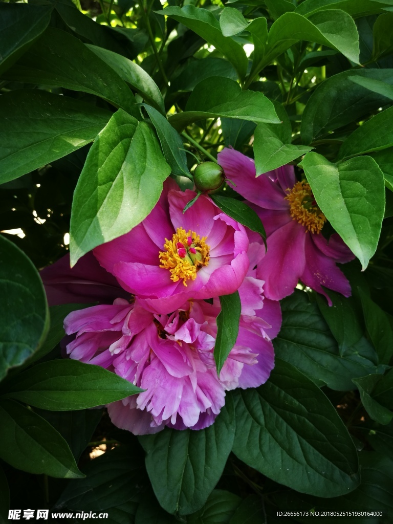 芍药花