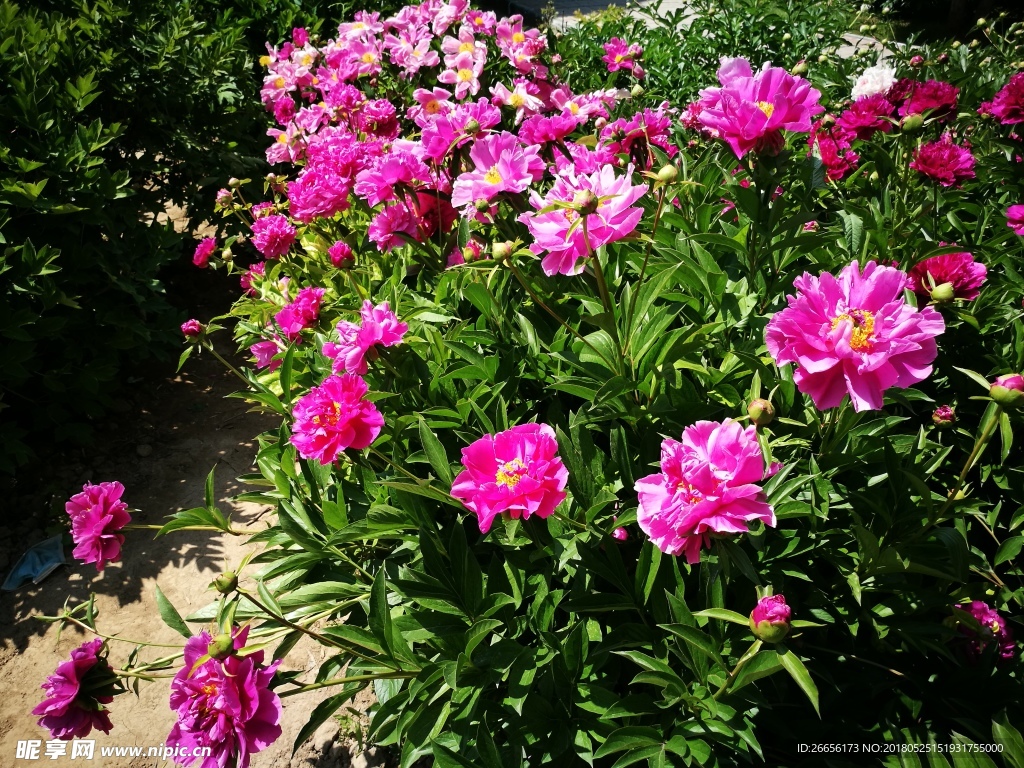 芍药花