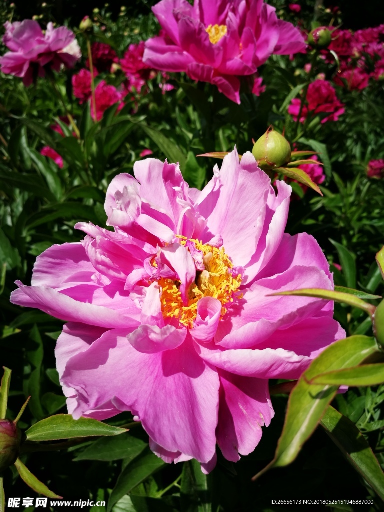 芍药花
