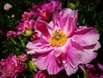 芍药花
