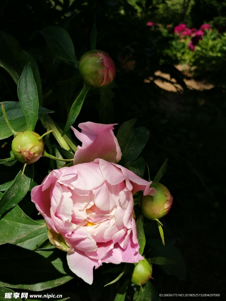 芍药花