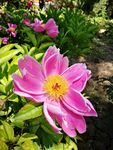 芍药花