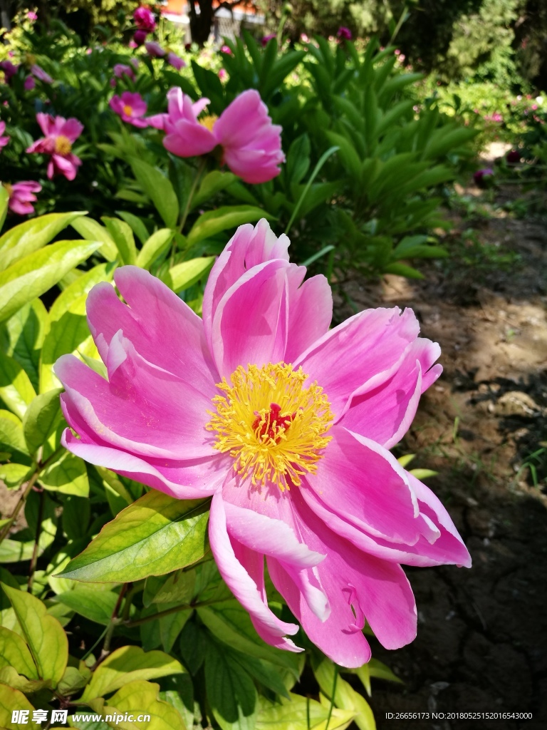 芍药花