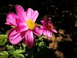芍药花