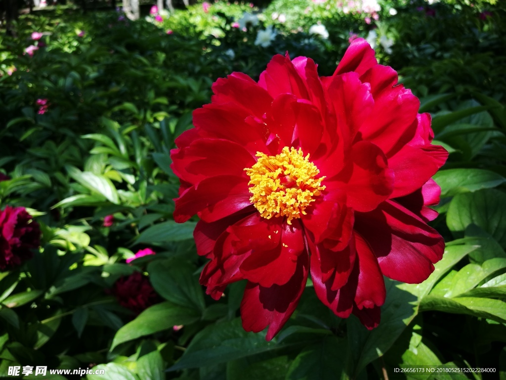 芍药花