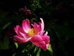 芍药花