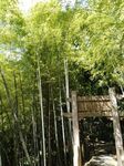 竹林