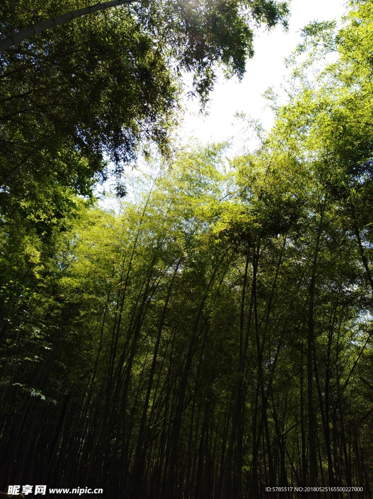 竹林