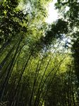 竹林