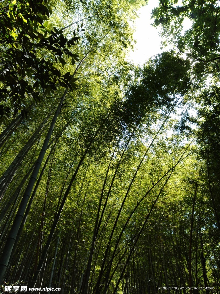 竹林