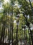 竹林