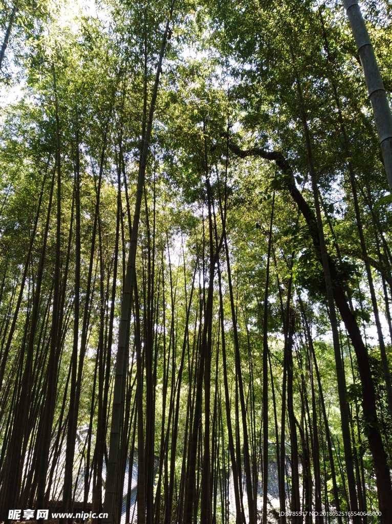竹林